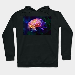 Aster Hoodie